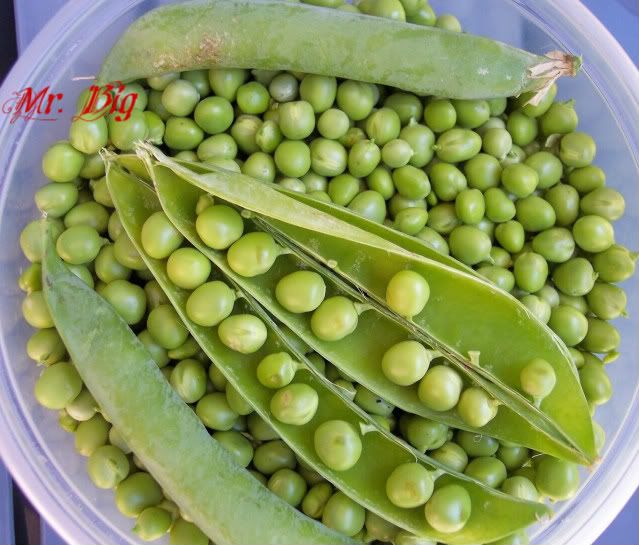 Mr. Big photo mrbig6.jpg